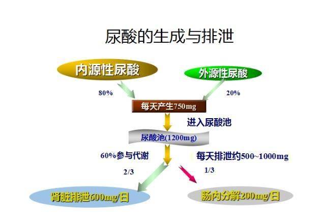 最新高嘌呤食物清单揭晓