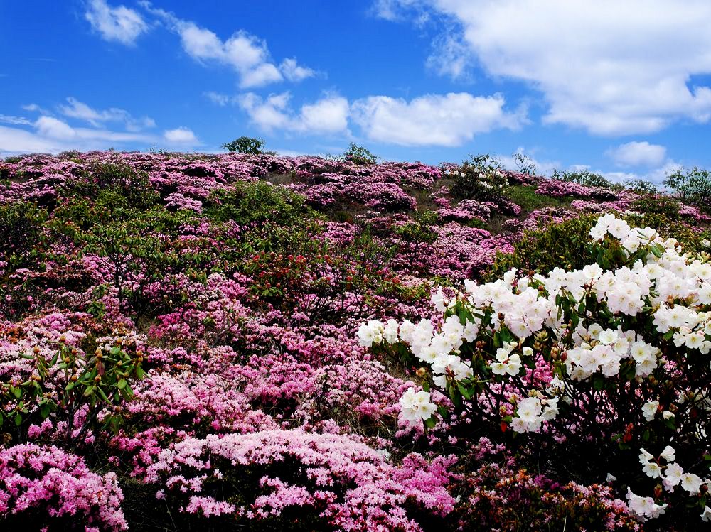 春回大地，花开烂漫——最新章节《暖阳下的花潮》揭晓