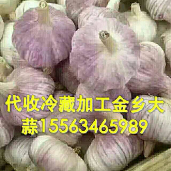 今日金乡大蒜行情价