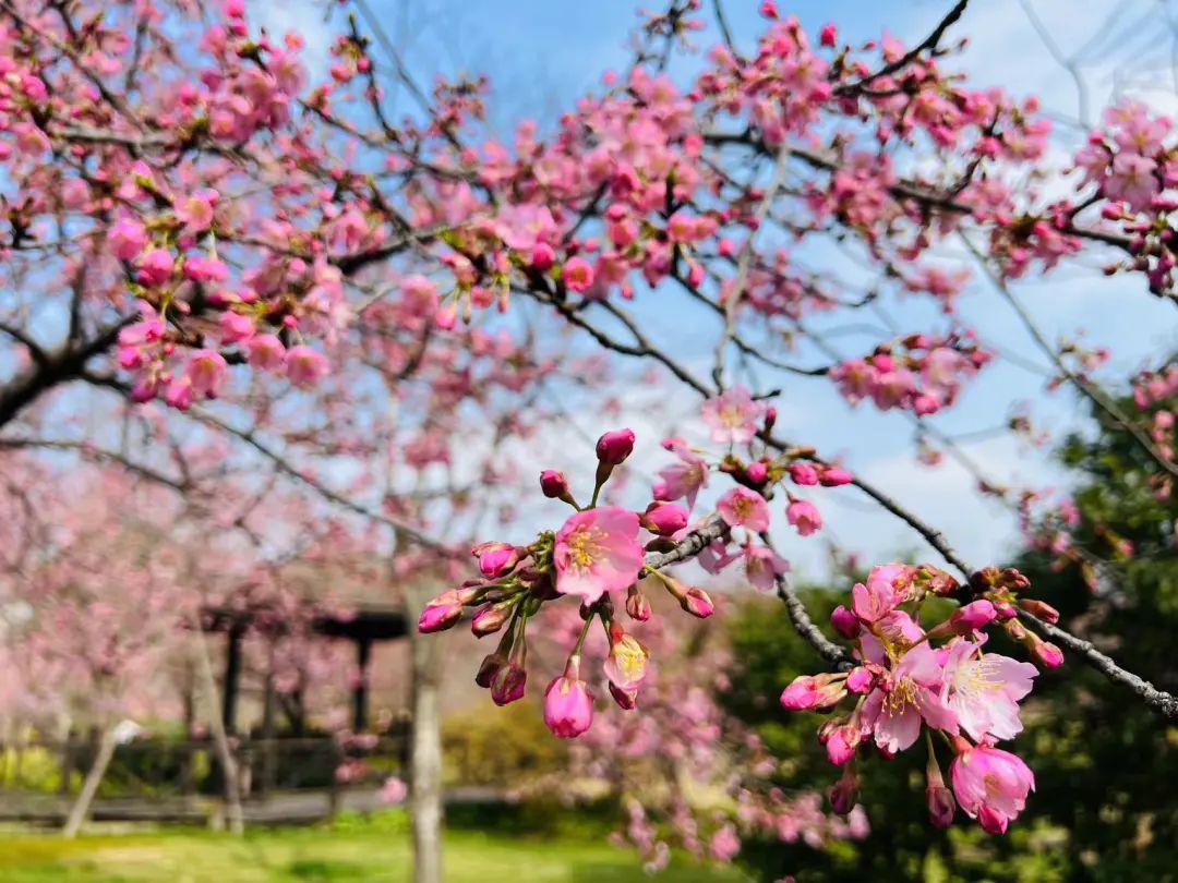 春回花开，探寻新址v吧🌸