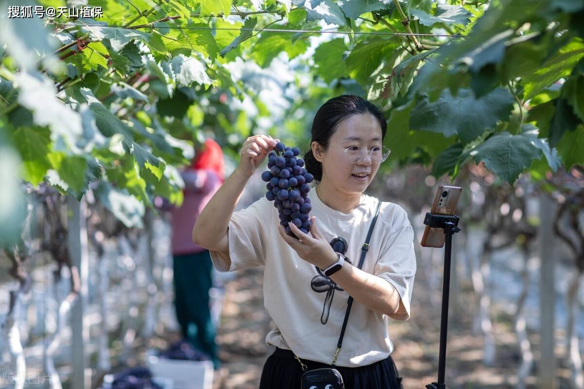 前沿葡萄栽培技艺揭秘：探索最新葡萄种植技术突破与创新