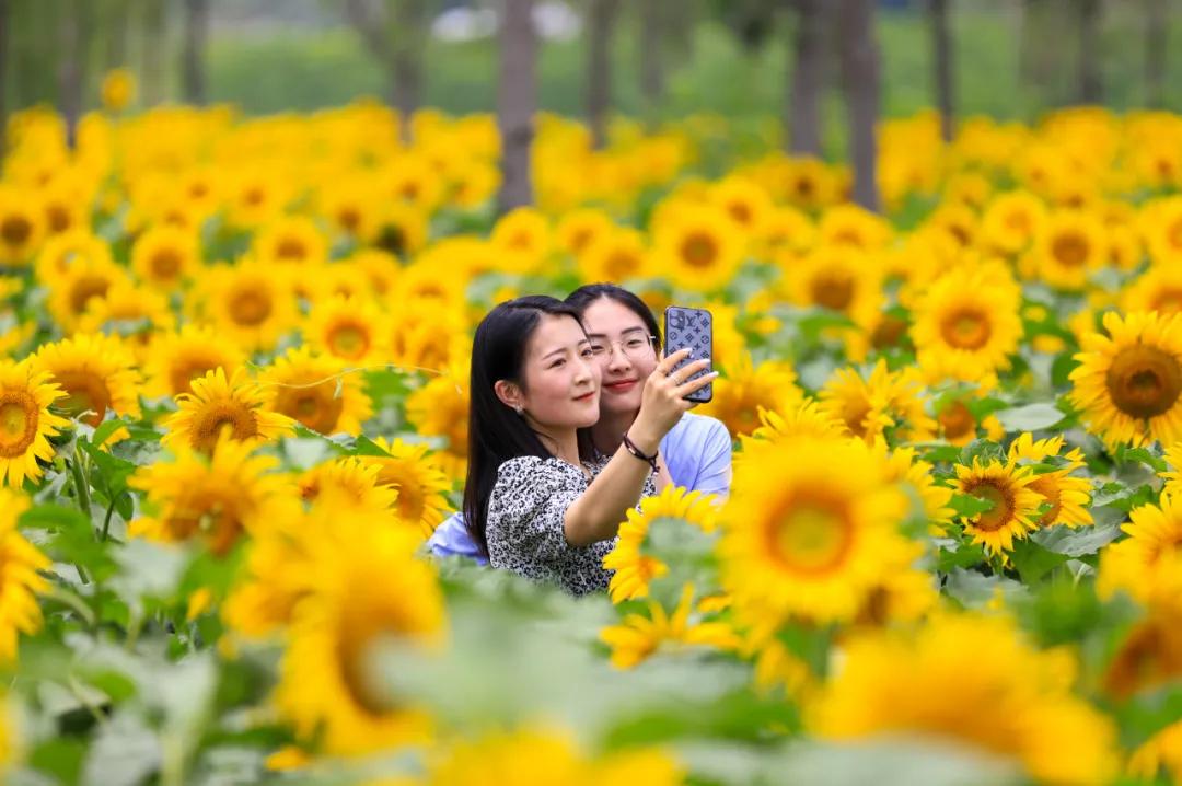 楚雅静独享花海醉意，满堂芬芳尽展芳华